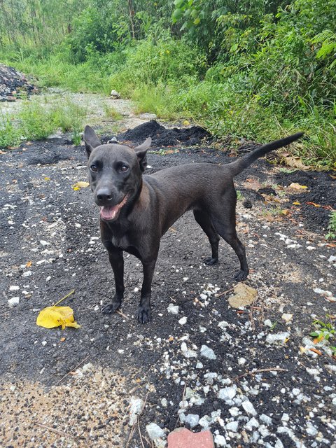 Curry - Mixed Breed Dog