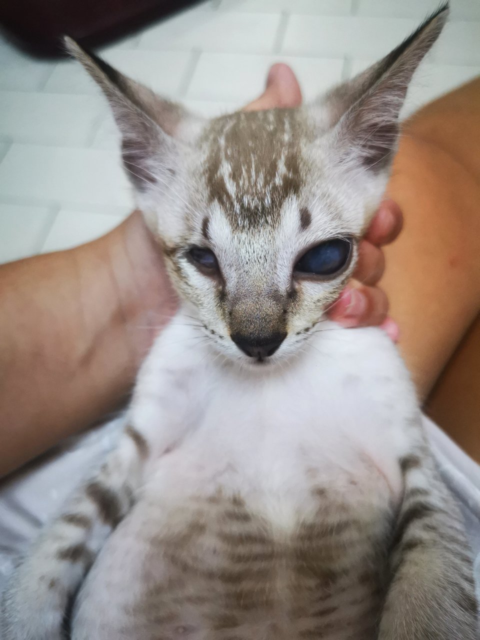 Bak、hui Hui - Domestic Short Hair Cat