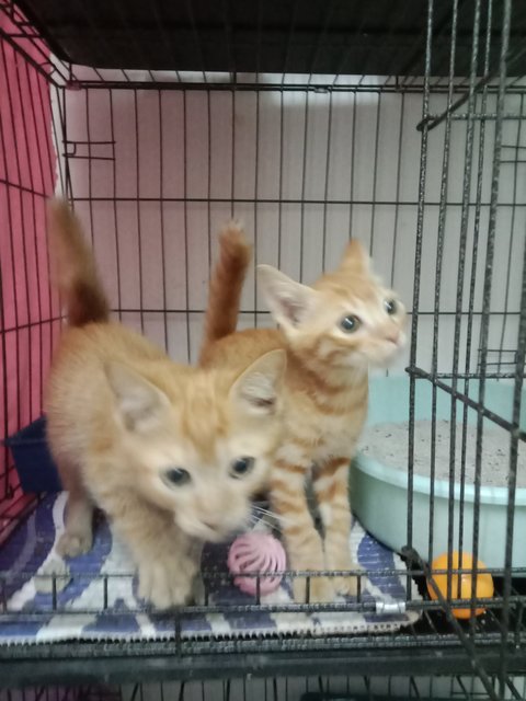 Ringgit And Baht - Domestic Short Hair + Tabby Cat