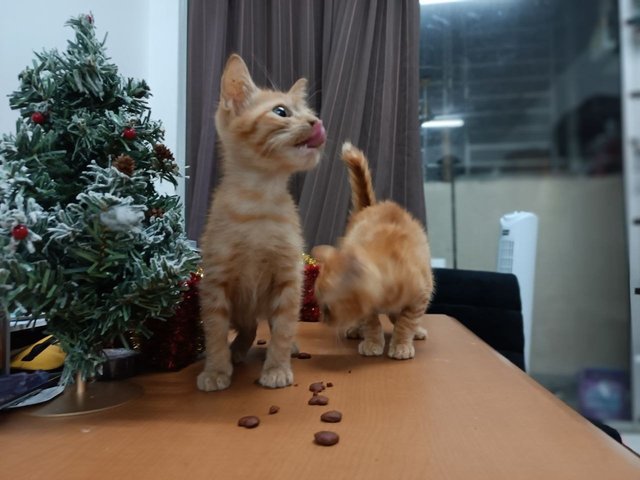 Ringgit And Baht - Domestic Short Hair + Tabby Cat