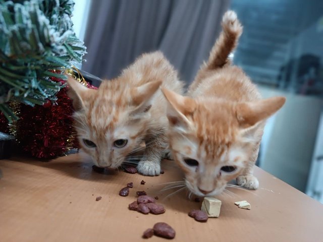 Ringgit And Baht - Domestic Short Hair + Tabby Cat