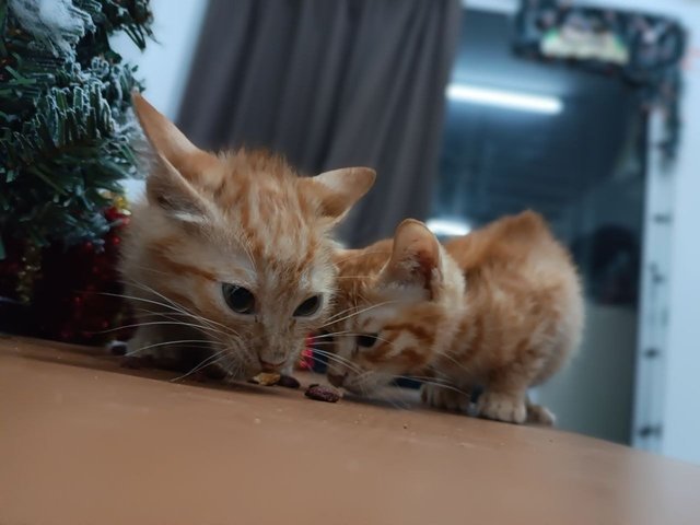 Ringgit And Baht - Domestic Short Hair + Tabby Cat