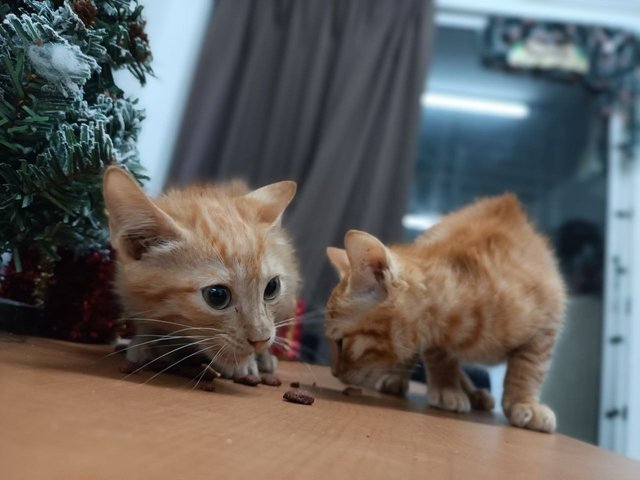 Ringgit And Baht - Domestic Short Hair + Tabby Cat