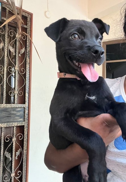 Jaguar  - Patterdale Terrier (Fell Terrier) Mix Dog