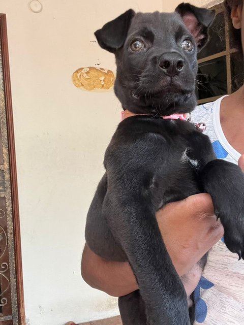 Jaguar  - Patterdale Terrier (Fell Terrier) Mix Dog