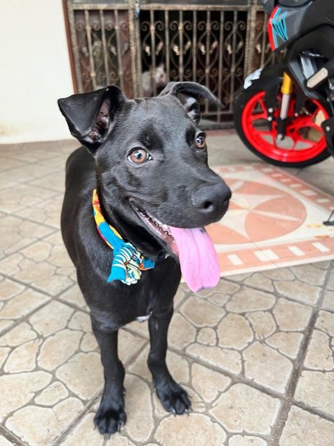 Jaguar  - Patterdale Terrier (Fell Terrier) Mix Dog