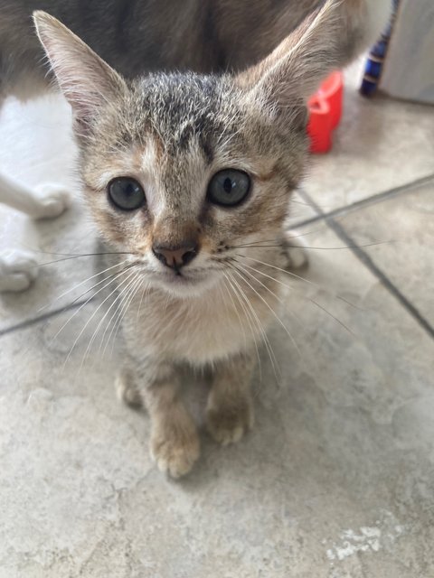 Stacy &amp; Lari  - Domestic Short Hair Cat