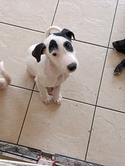 Snoopy 🐶 - Mixed Breed Dog