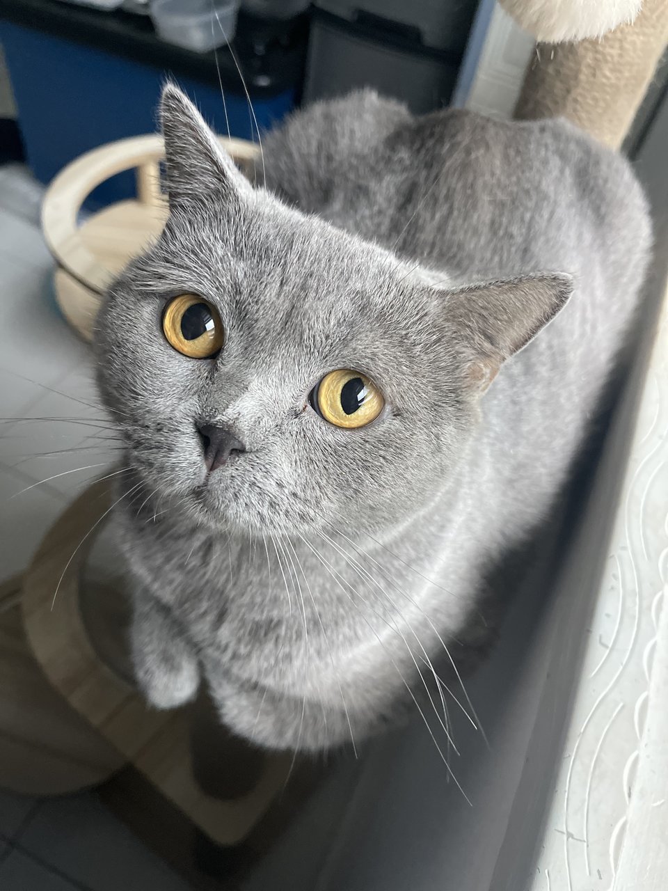 Abu &amp; Coco - British Shorthair + Domestic Short Hair Cat