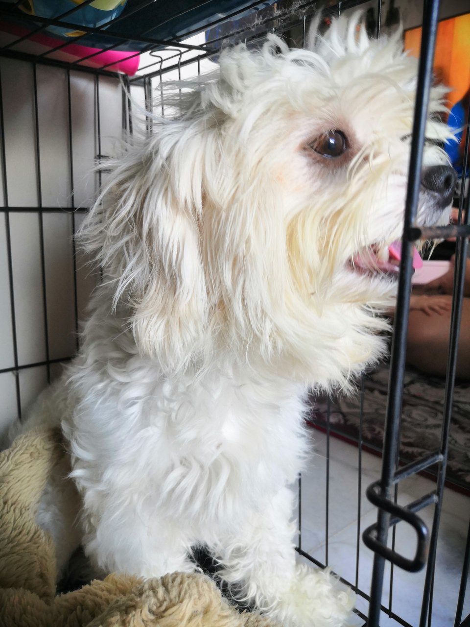 Chiko - Shih Tzu + Maltese Dog