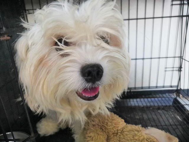 Chiko - Shih Tzu + Maltese Dog