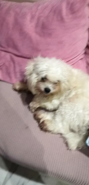 Chiko - Shih Tzu + Maltese Dog