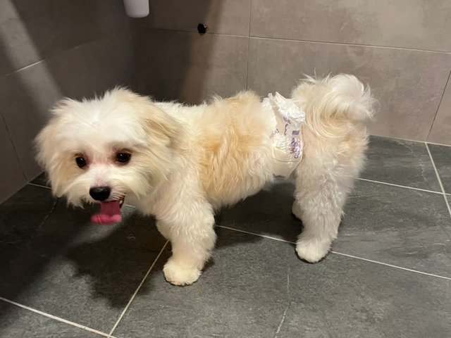 Chiko - Shih Tzu + Maltese Dog