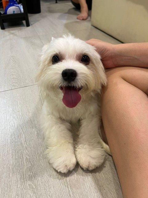 Chiko - Shih Tzu + Maltese Dog