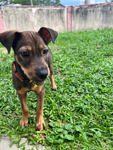 Almond - Mixed Breed Dog