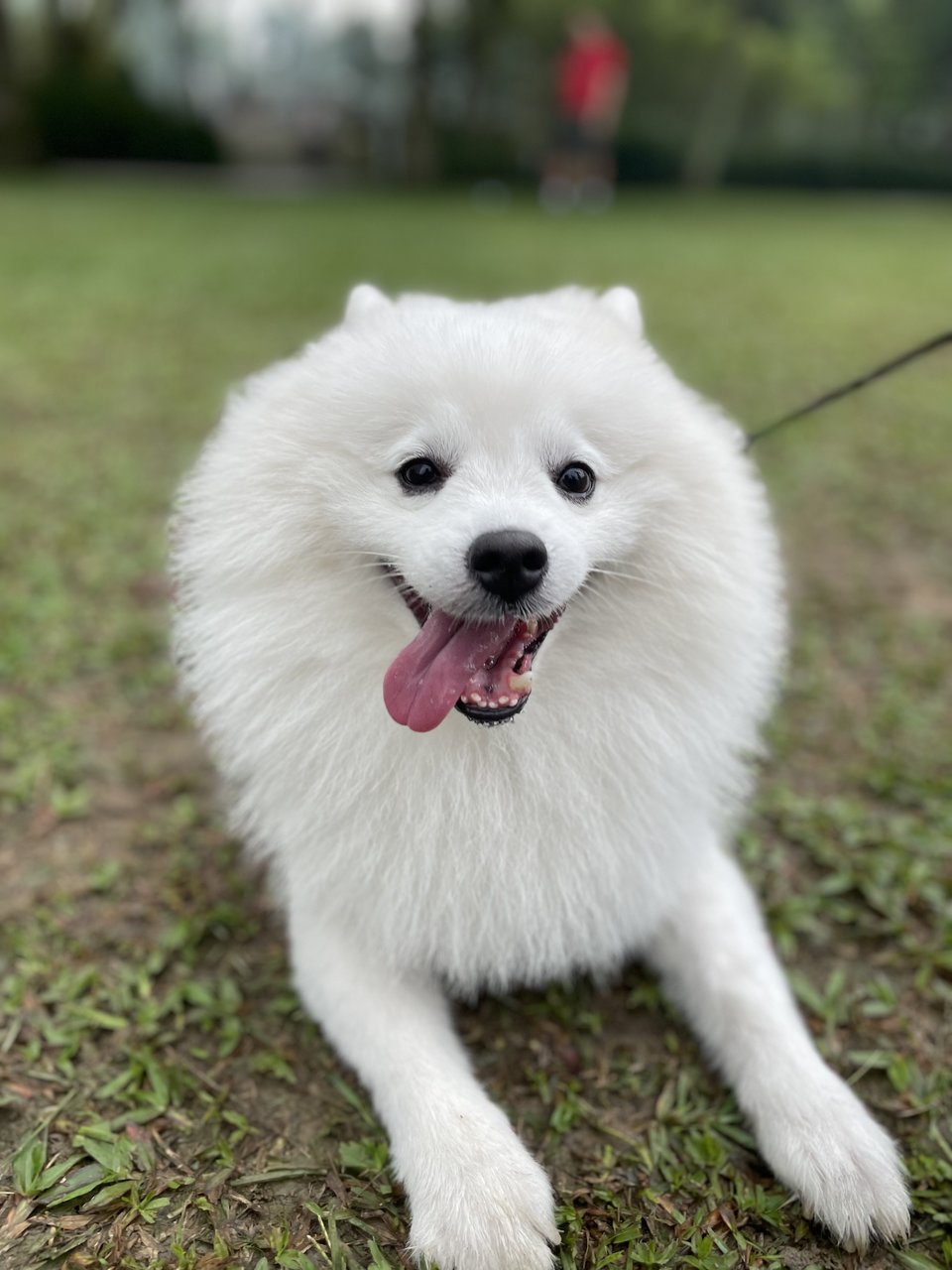 Ollie - Spitz Dog