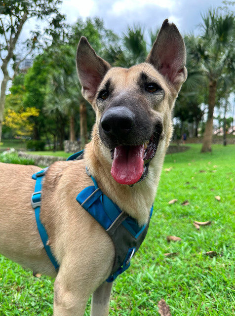 Mocha - Belgian Shepherd Malinois Mix Dog