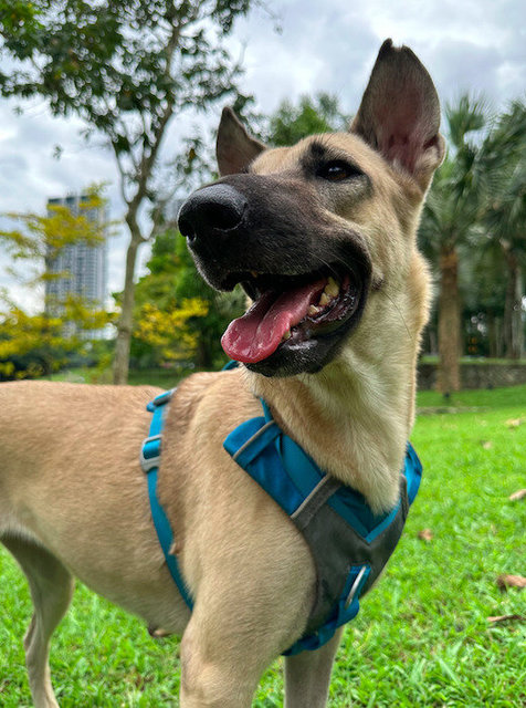 Mocha - Belgian Shepherd Malinois Mix Dog