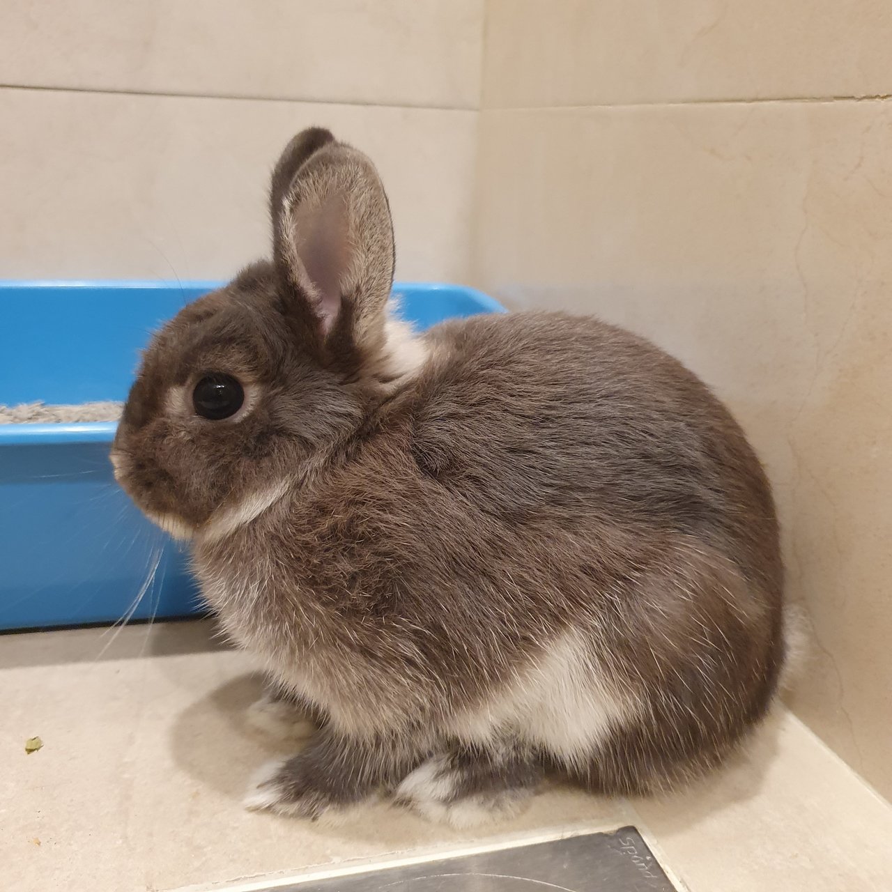 Bunny - Netherland Dwarf Rabbit