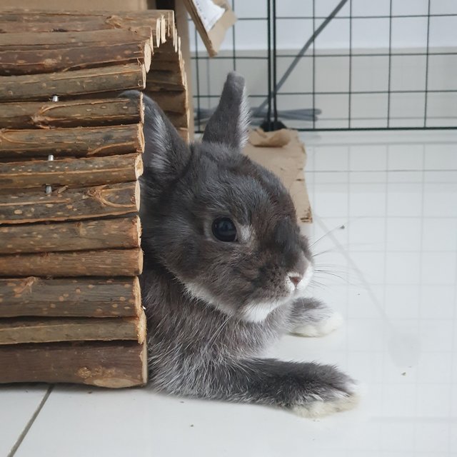 Bunny - Netherland Dwarf Rabbit