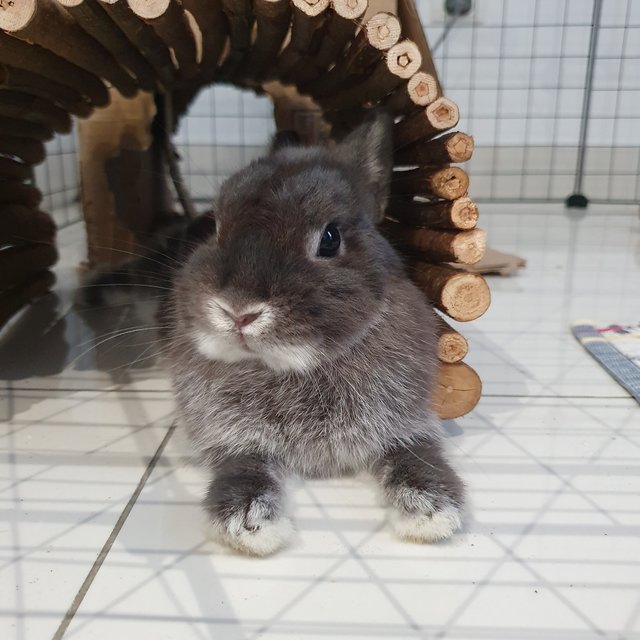 Bunny - Netherland Dwarf Rabbit