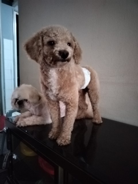 Wang Wang旺旺 - Poodle Dog