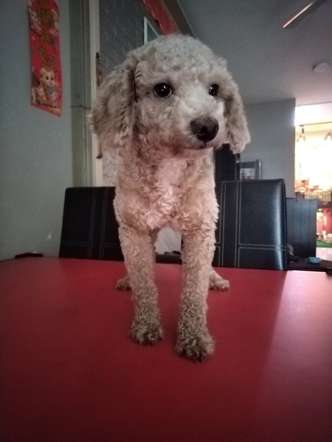 Wang Wang旺旺 - Poodle Dog