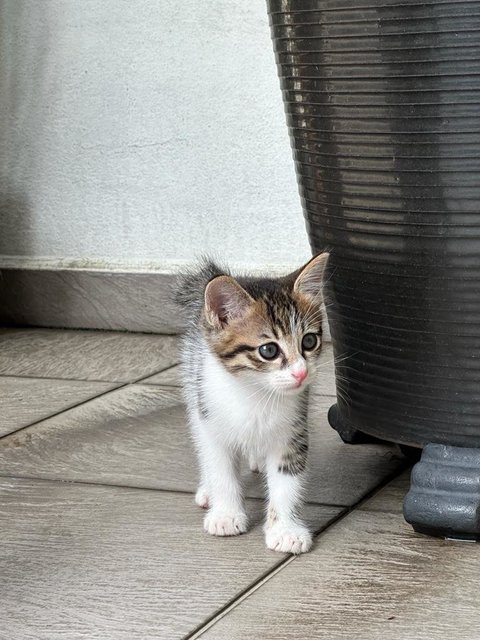 Trio - Tabby + Domestic Short Hair Cat