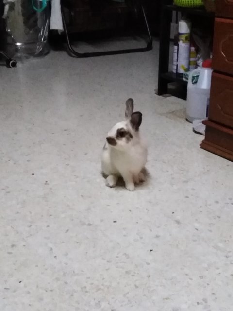 Susie - Lionhead Rabbit