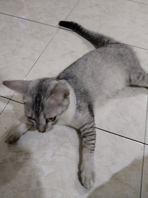 Lopa - Domestic Short Hair Cat