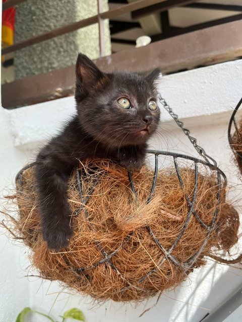 Juno &amp; Pixie - Domestic Short Hair + Domestic Medium Hair Cat