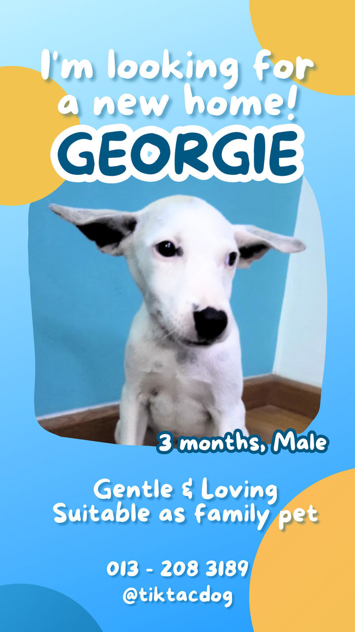 Georgie - Mixed Breed Dog