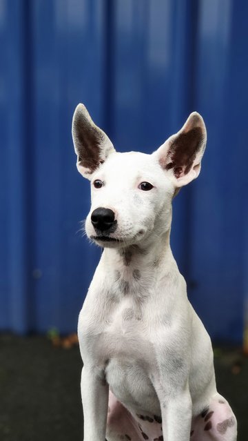 Georgie - Mixed Breed Dog