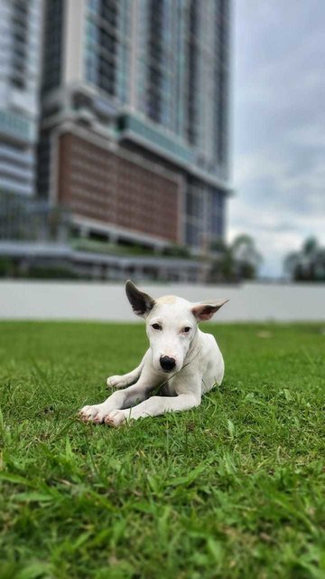 Georgie - Mixed Breed Dog