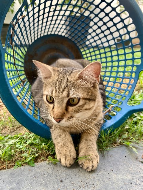 Biscuit - Domestic Short Hair Cat