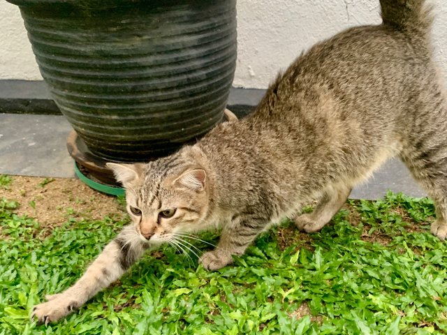 Biscuit - Domestic Short Hair Cat