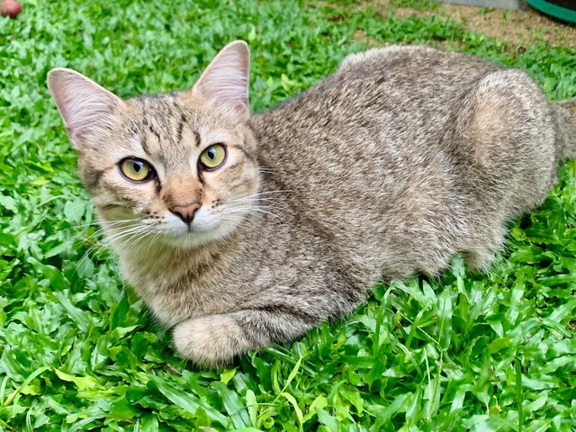 Biscuit - Domestic Short Hair Cat