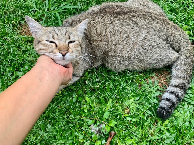 Biscuit - Domestic Short Hair Cat