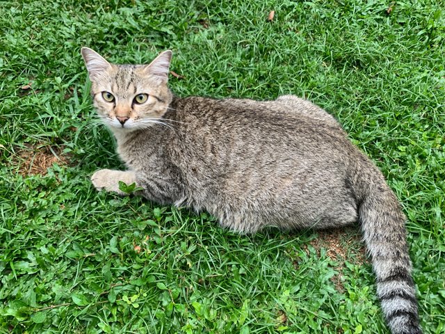 Biscuit - Domestic Short Hair Cat