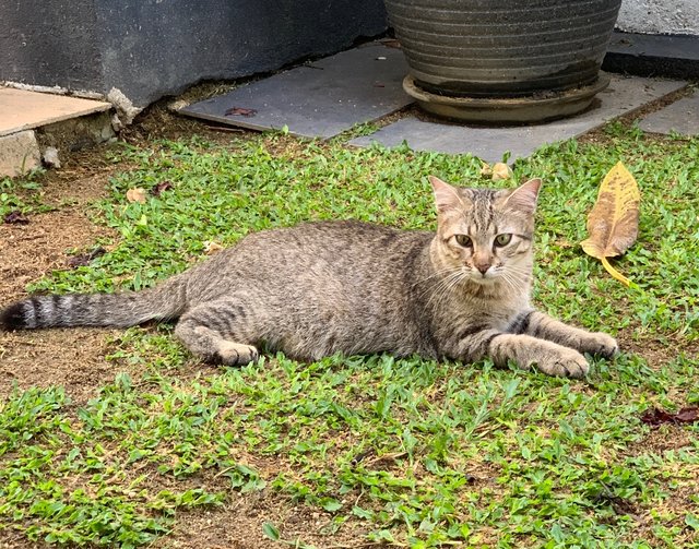 Biscuit - Domestic Short Hair Cat