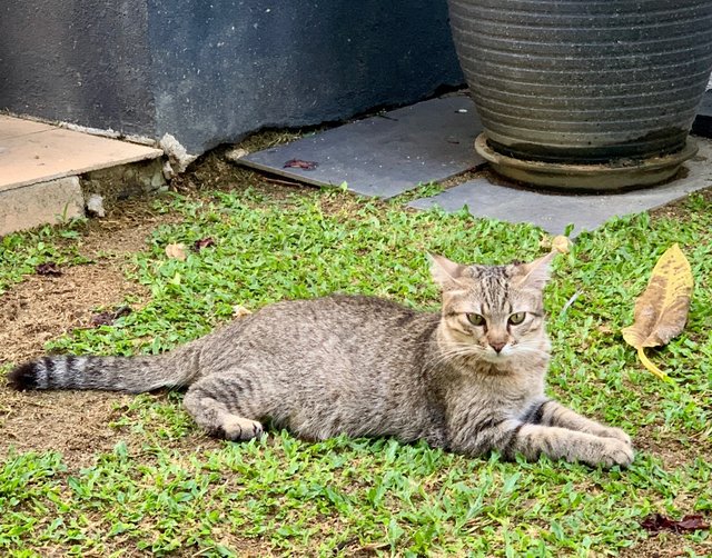 Biscuit - Domestic Short Hair Cat