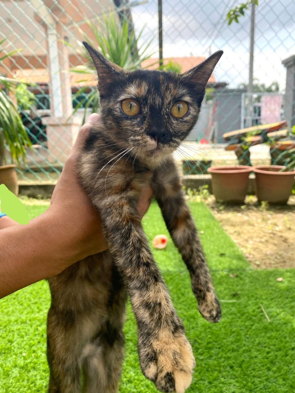 Cheta - Tortoiseshell + Domestic Short Hair Cat