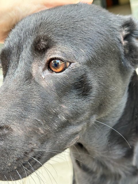 Onyx  - Mixed Breed Dog