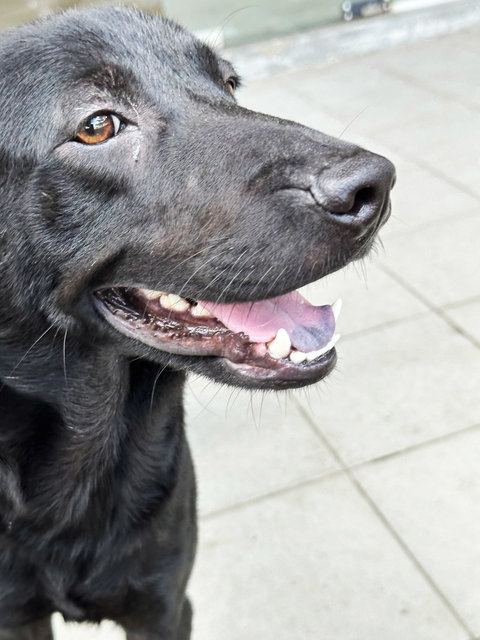 Onyx  - Mixed Breed Dog