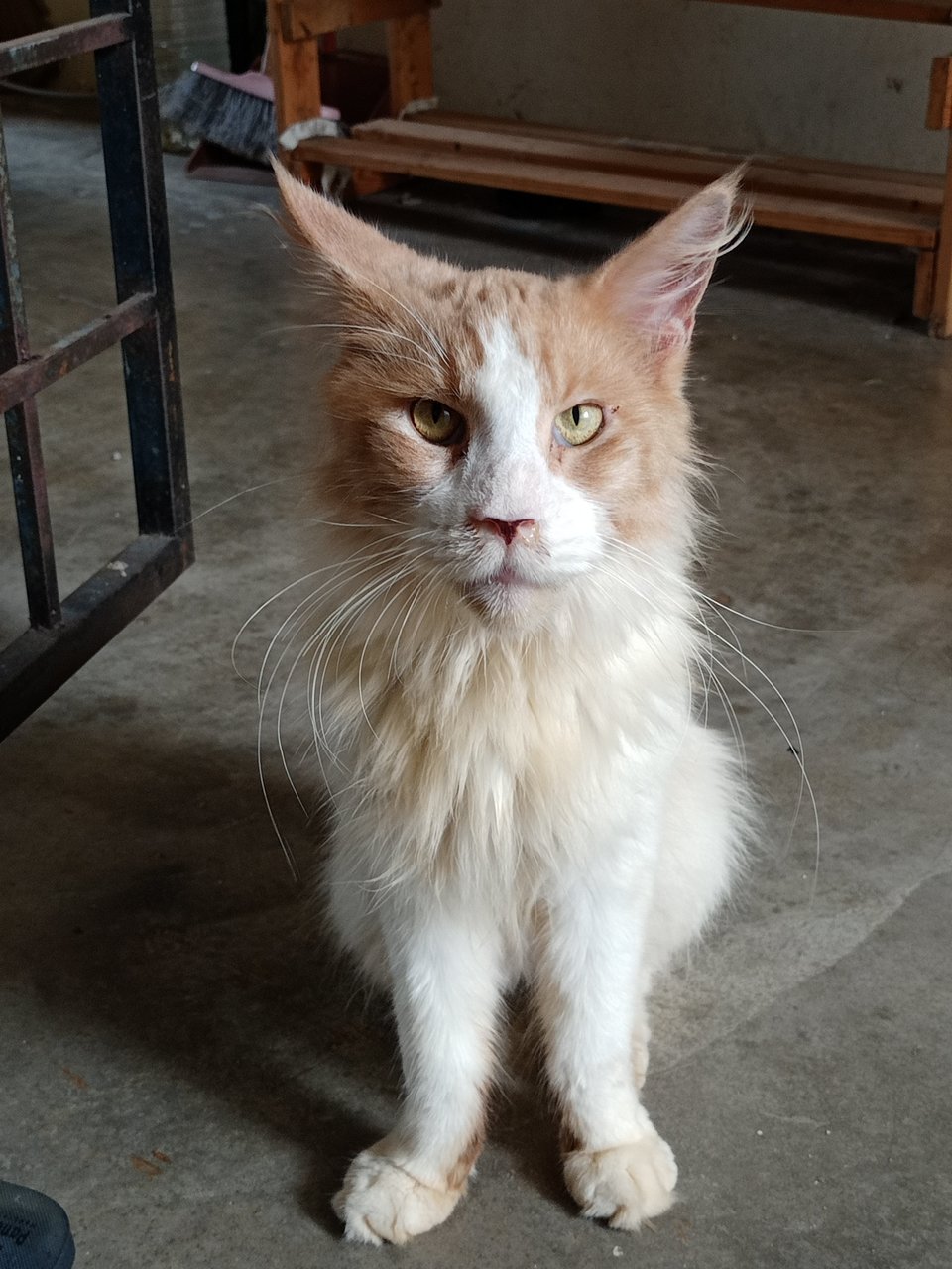 Coon - Maine Coon Cat