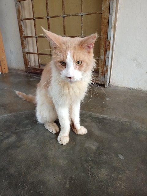 Coon - Maine Coon Cat