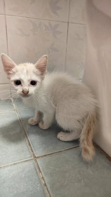 Snow - Domestic Short Hair Cat