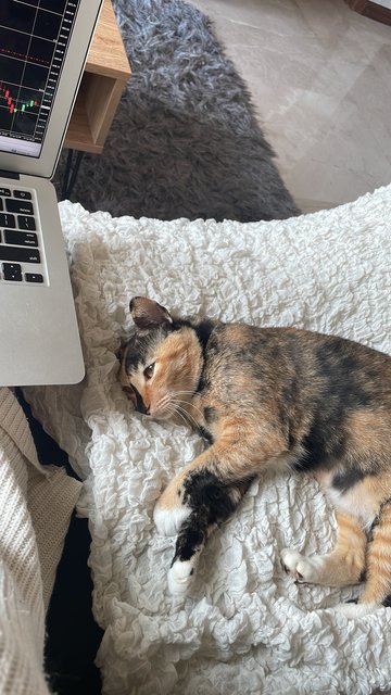 Cali - Calico + Tortoiseshell Cat