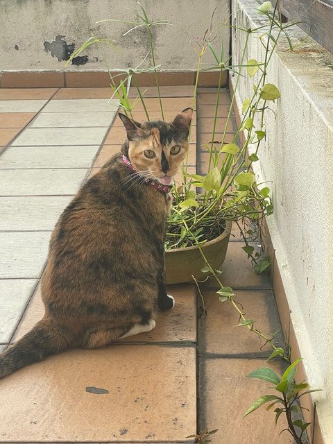 Cali - Calico + Tortoiseshell Cat