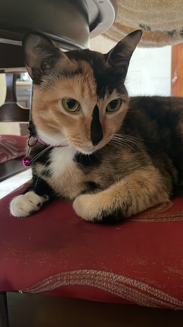 Cali - Calico + Tortoiseshell Cat